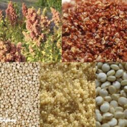 Chenopodium quinoa hat red quinoa 1