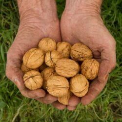 Hạt óc chó nguyên vỏ của Úc Walnuts in Shell 500g 7 Hạt óc chó nguyên vỏ của Úc Walnuts in Shell 500g