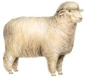 Nhau thai cừu Vitatree Super Strength Sheep Placenta 60000mg 120 viên