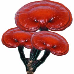 Nấm linh chi đỏ Aishodo Nihon Reishi 120 viên 7 nam linh chi do