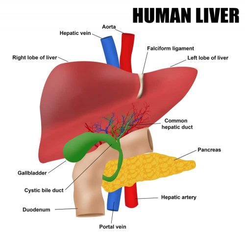 Viên uống bổ gan Orihiro Shijimi Nhật Bản 70 viên 6 human liver