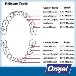 orajel longer lasting gel 3