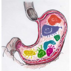 Men vi sinh 20 tỷ lợi khuẩn Life Space Bowel Biotic 60 viên 6 Men vi sinh hỗ trợ đường ruột Life Space Bowel Biotic 60 viên