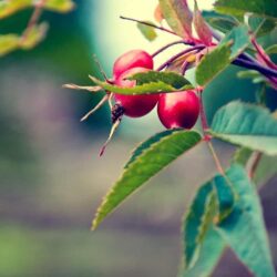 Viên uống trắng da Úc Unichi Rosehip Extract Complex 60 viên 9 Viên uống trắng da Úc Unichi Rosehip Extract Complex 60 viên