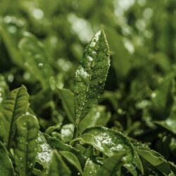 sua rua mat tra xanh innisfree green tea cleansing foam 150ml ke