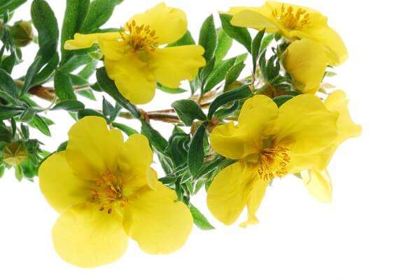Viên uống tinh dầu hoa anh thảo Vital Beautie Primrose 500mg Hàn Quốc 120 viên