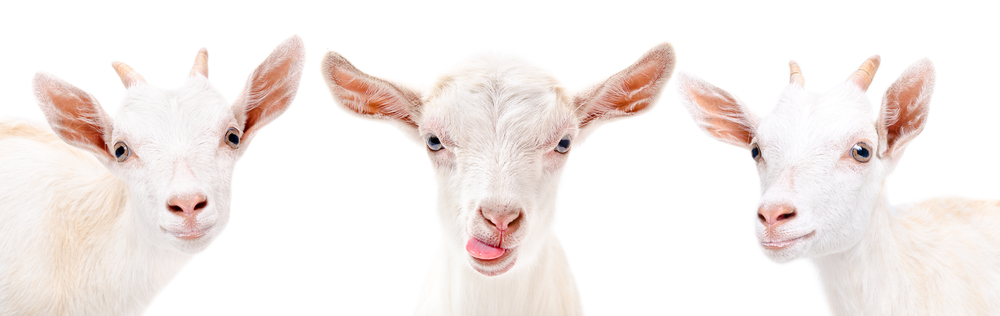 Sữa dê cô đặc dạng viên Costar Goat Milk Tablet 620mg 300 viên