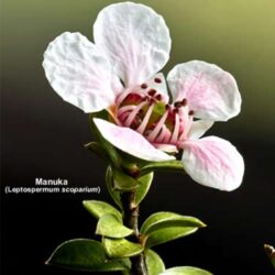 Mật ong New Zealand Airborne Manuka Blend 25+ 500g 9 manuka