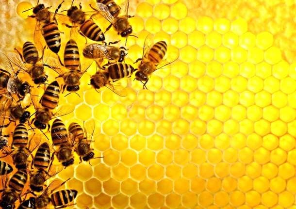 Keo ong Holista Propolis D’abeille 500mg 200 viên