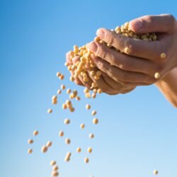 Viên bổ trợ chức năng gan mầm đậu nành Swisse Lecithin 1200mg 300 viên 5 Vien bo tro chuc nang gan mam dau nanh Swisse Lecithin 1200mg 300 vien3