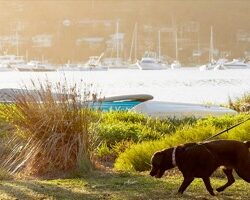 Sữa bầu Úc A2 Platinum Pregnancy 900g 11 sua bau a2 platinum pregnancy 900g 4