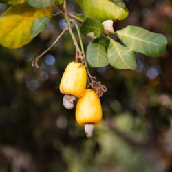 hat dieu huu co terrasoul raw whole cashews 454g ka