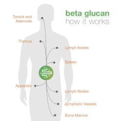 Viên uống tăng cường hệ miễn dịch Youtheory Immune+ 150 Capsules 12 vien uong tang cuong he mien dich youtheory immune 150 capsules kc