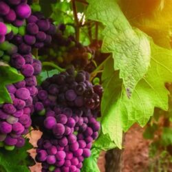 Viên uống chống lão hóa Youtheory Resveratrol Advanced Formula 290 Tablets 9 vien uong chong lao hoa youtheory resveratrol advanced formula 290 tablets kd