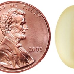 Dầu cá Nature Made Mini Omega-3 1080mg 180 Softgels 11 dau ca nature made mini omega 3 1080mg 180 softgels ke