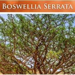 thao duoc ho tro khop chong viem natures lab whole body herbal complex 180 capsules kb