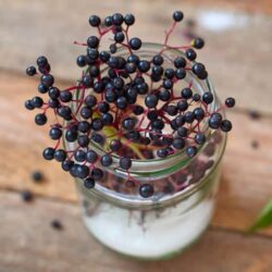 siro sambucol tang de khang sambucol black elderberry immune support 230ml x 2 chai kb