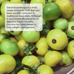 vien uong giam can giam mo thua irwin naturals garcinia hca 1200 mg 90 vien kc