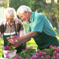 Viên bổ sung Vitamin C Nature Made C 1000mg 365 Tablets 8 old people healthy grow flower