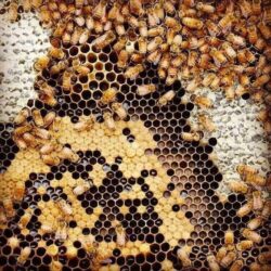 mat ong manuka health mgo 115 umf 6 manuka honey 1kg kg