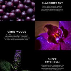 Xịt thơm Victoria’s Secret Very Sexy Orchid Fragrance Mist 75ml 11 xit thom victorias secret very sexy orchid fragrance mist 75ml ke