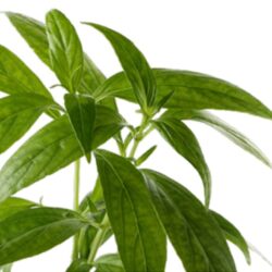 Hỗ trợ khớp, kháng viêm, chống oxy hóa trunature Turmeric with ParActin 120 Plantcaps 9 ho tro khop khang viem chong oxy hoa trunature turmeric with paractin 120 plantcaps kc