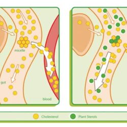 vien uong giam cholesterol nature made cholest off plus 450mg 100 vien kb