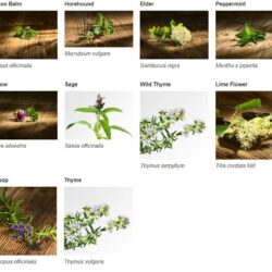 Kẹo thông cổ, mát họng Ricola không đường Ricola Lemon Mint Sugar Free 105 viên 9 keo thong co mat hong ricola khong duong ricola lemon mint sugar free 105 vien mau moi kc