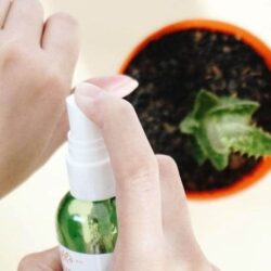 Xịt khoáng Kiehl’s Cactus Flower Tibetan Ginseng Hydrating Mist 125ml 9 xit khoang kiehls cactus flower tibetan ginseng hydrating mist 125ml ke