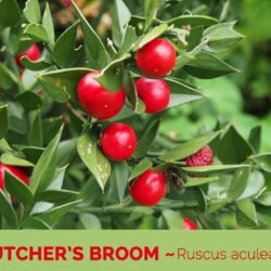 Viên uống chiết xuất cây đậu chổi Puritan's Pride Butcher's Broom 470mg 100 Capsules 12 butchers broom ruscus aculeatus