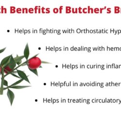 Viên uống chiết xuất cây đậu chổi Puritan's Pride Butcher's Broom 470mg 100 Capsules 13 butchers broom ruscus aculeatus benefits health