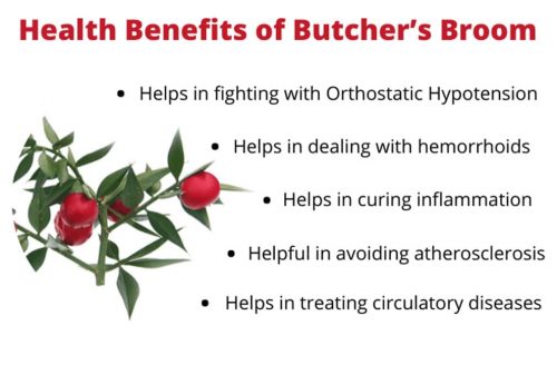 Viên uống chiết xuất cây đậu chổi Puritan's Pride Butcher's Broom 470mg 100 Capsules 15 butchers broom ruscus aculeatus benefits health