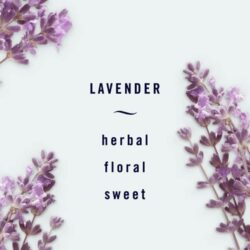 Nước hoa xe hơi Febreze Light Car Set 5 cái x2ml (Sea Spray, Lavender, Bamboo) 12 nuoc hoa xe hoi febreze light car set 5 cai x2ml sea spray lavender bamboo klavendera