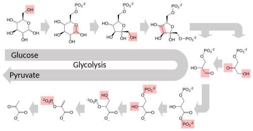 Viên uống hỗ trợ tiểu đường Tokaijyo 170 viên 7 glycolysis qua trinh phan huy glucose
