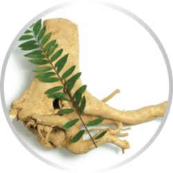 Viên uống tăng cường Testosterone NusaPure LongJack 1300mg 150 Capsules 7 vien uong tang cuong testosterone nusapure longjack 1300mg 150 capsules kc