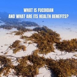 sua bot fucoidan okinawan sakura fucoidan 900g x3 hop 010424 kb