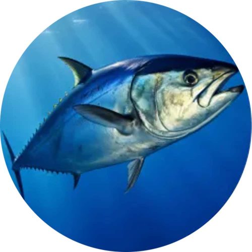 Dầu cá Sports Research Alaskan Omega-3 Fish Oil Triple Strength 60 Softgels 7 dau ca sports research alaskan omega 3 fish oil triple strength 60 softgels 290325 ke